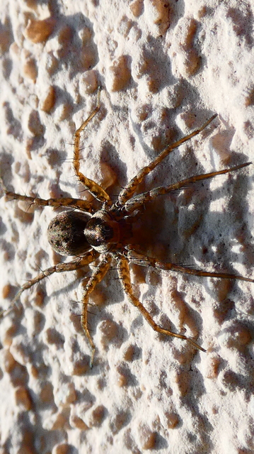 Pardosa agrestis - pusztai farkaspók