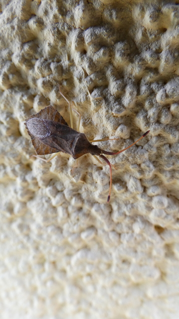 Syromastus rhombeus - vitorlás karimáspoloska