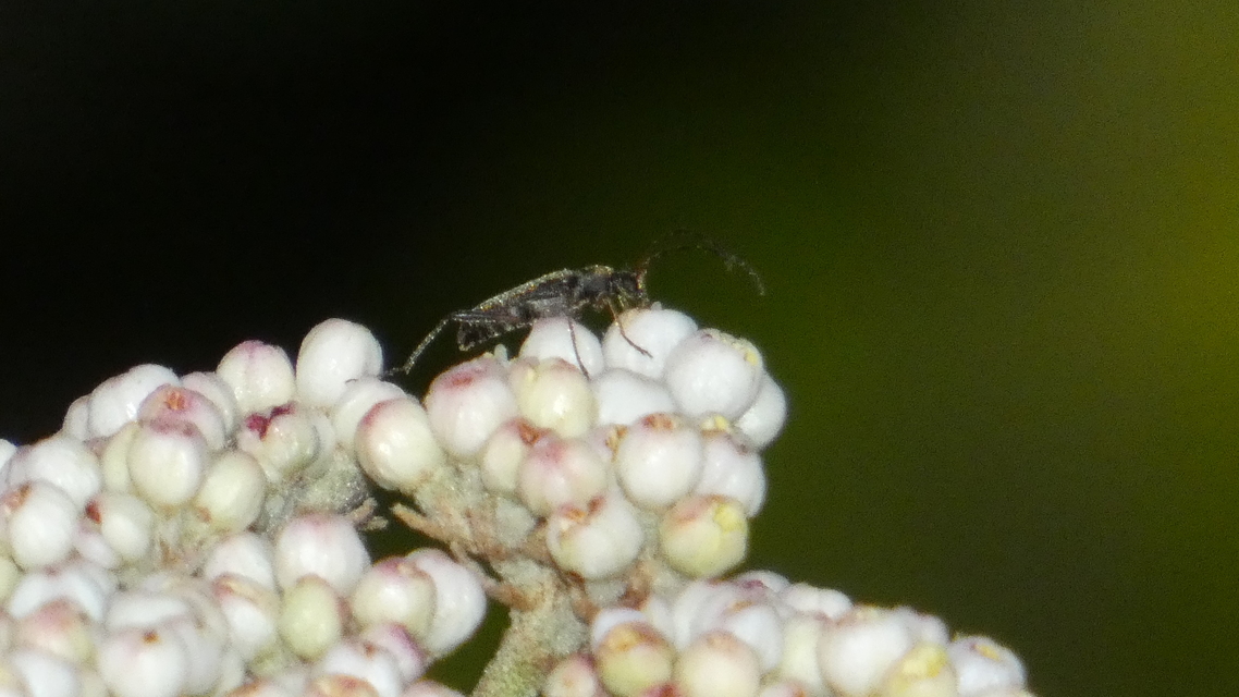 Grammoptera Grammoptera