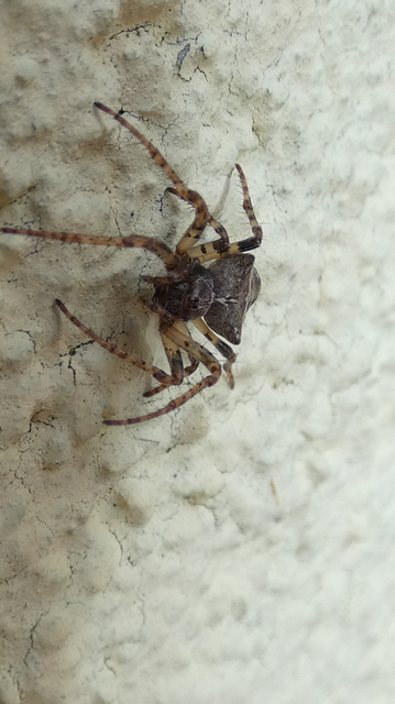 Gibbaranea bituberculata - kétcsúcsú keresztespók