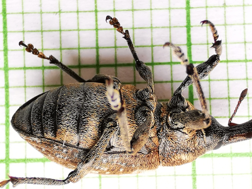 Lepyrus capucinus - pettyes fűzormányos