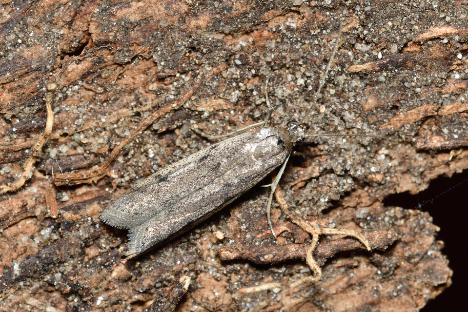 Phycitodes binaevella - bogáncslakó karcsúmoly