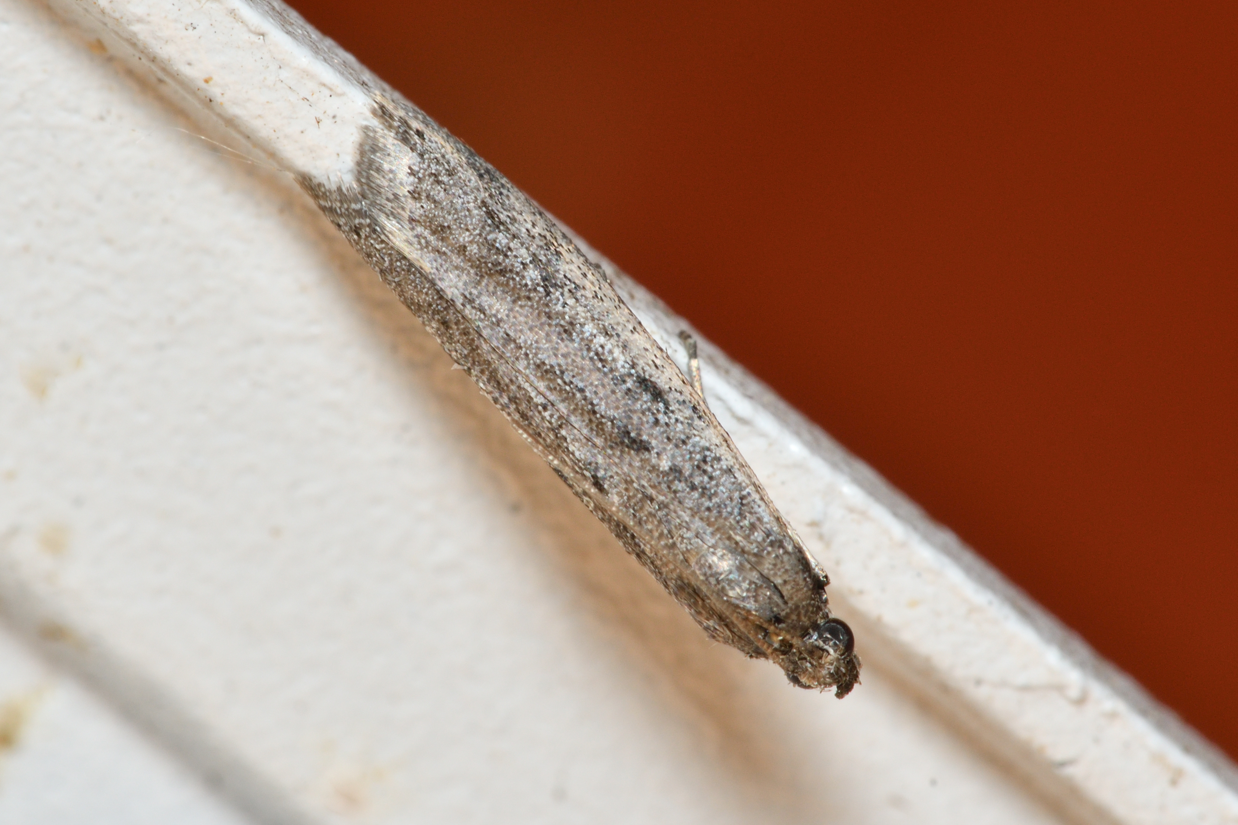 Phycitodes binaevella - bogáncslakó karcsúmoly