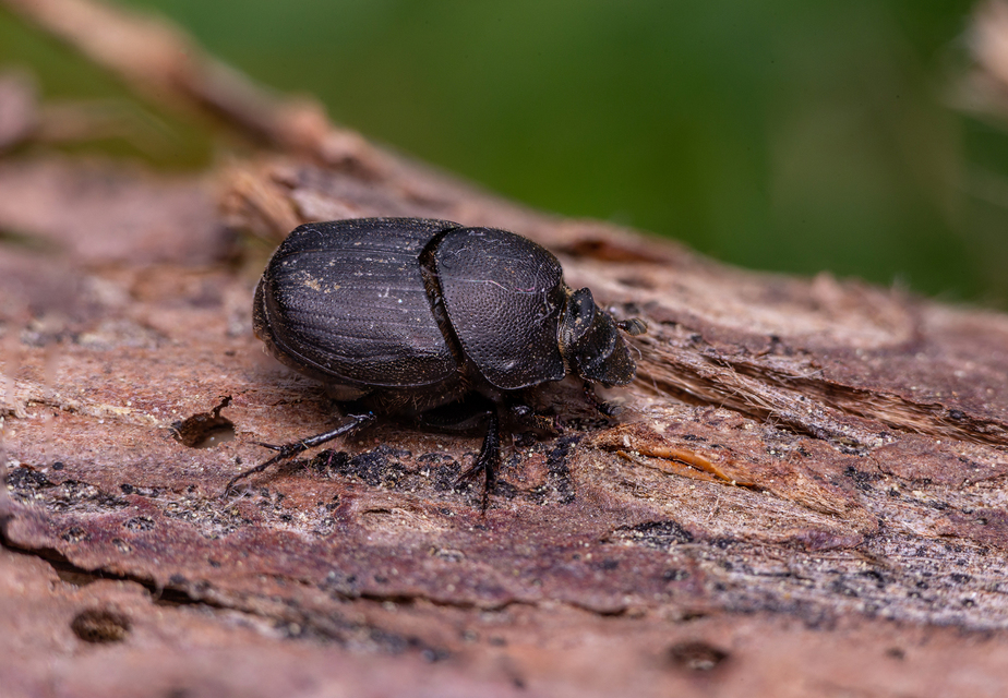 Onthophagus verticicornis - fekete trágyatúró