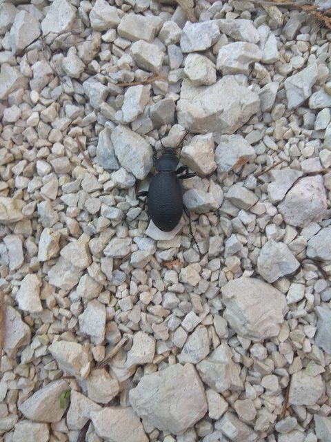 Carabus coriaceus - bőrfutrinka