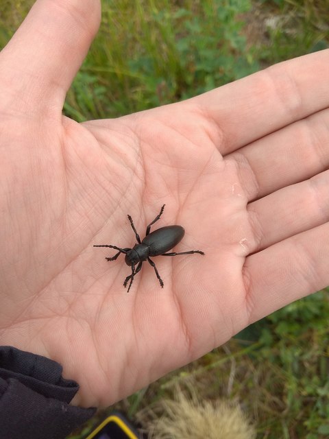 Dorcadion aethiops - fekete gyalogcincér
