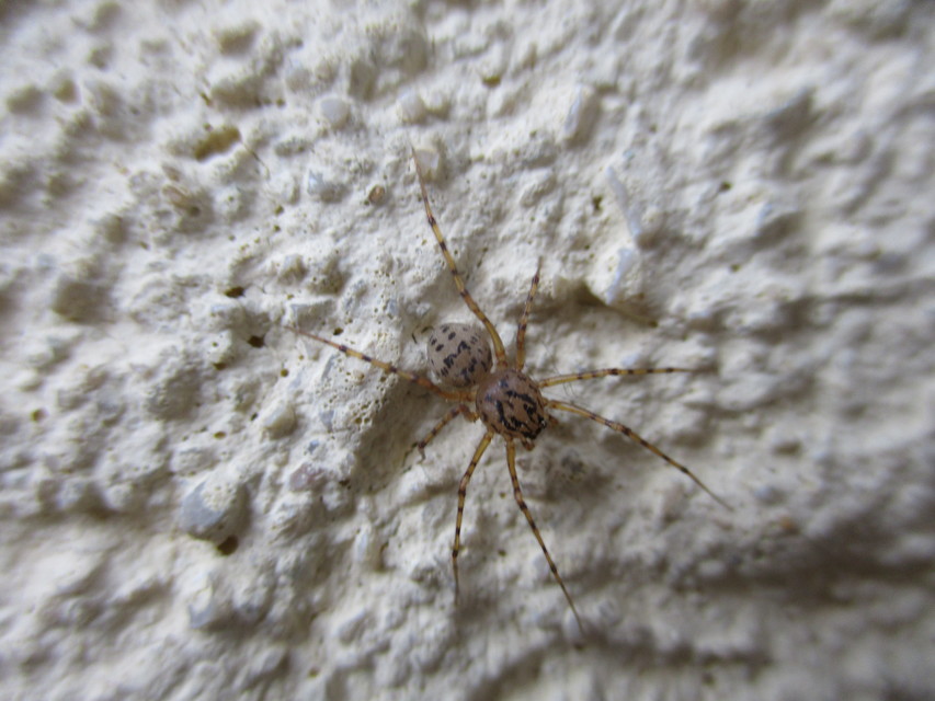 Scytodes thoracica - közönséges csupaszpók