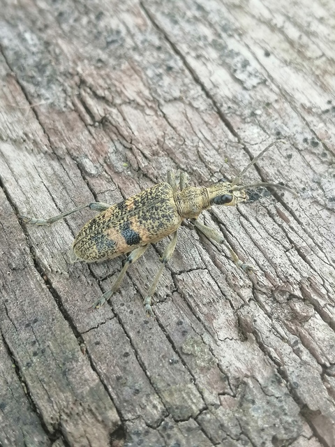 Rhagium mordax - cser-tövisescincér