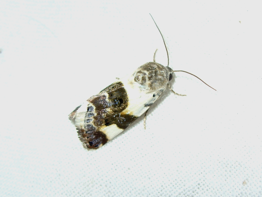 Acontia lucida - fehér nappalibagoly