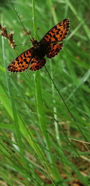 Boloria dia - kis gyöngyházlepke