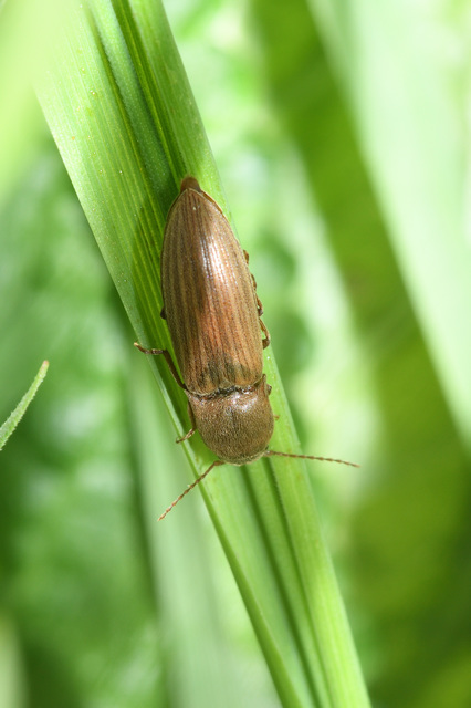 Agriotes lineatus - vetési pattanó