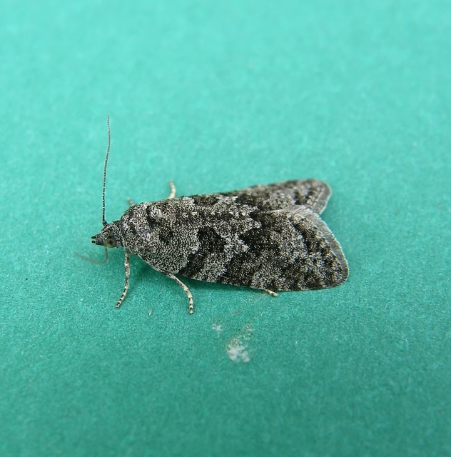Cnephasiini