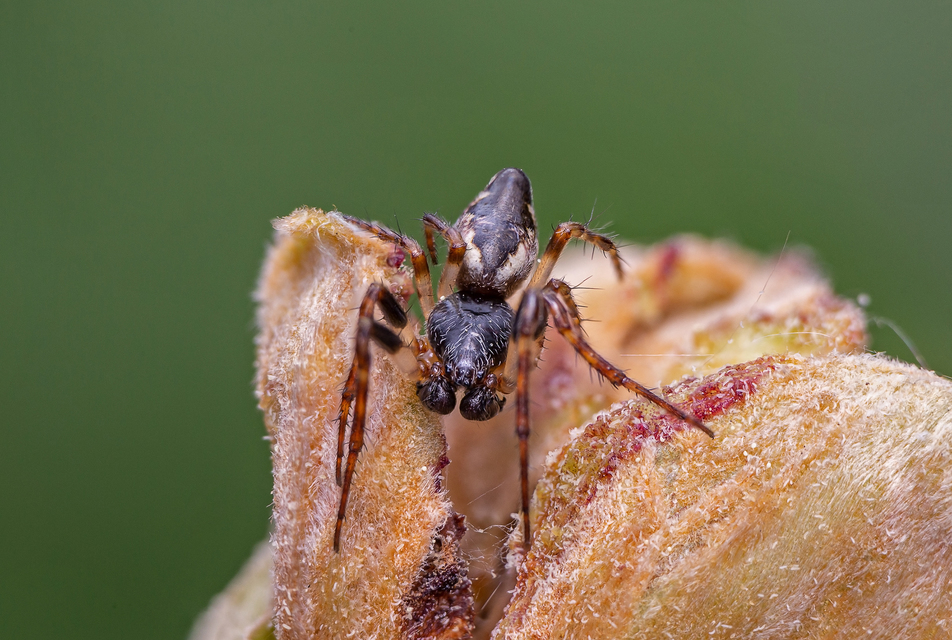 Cyclosa conica - csúcsos keresztespók