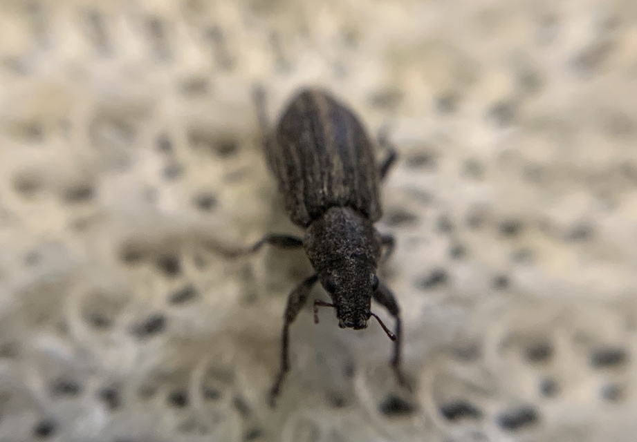 Tanymecus dilaticollis - kukorica-hegyesfarúbarkó