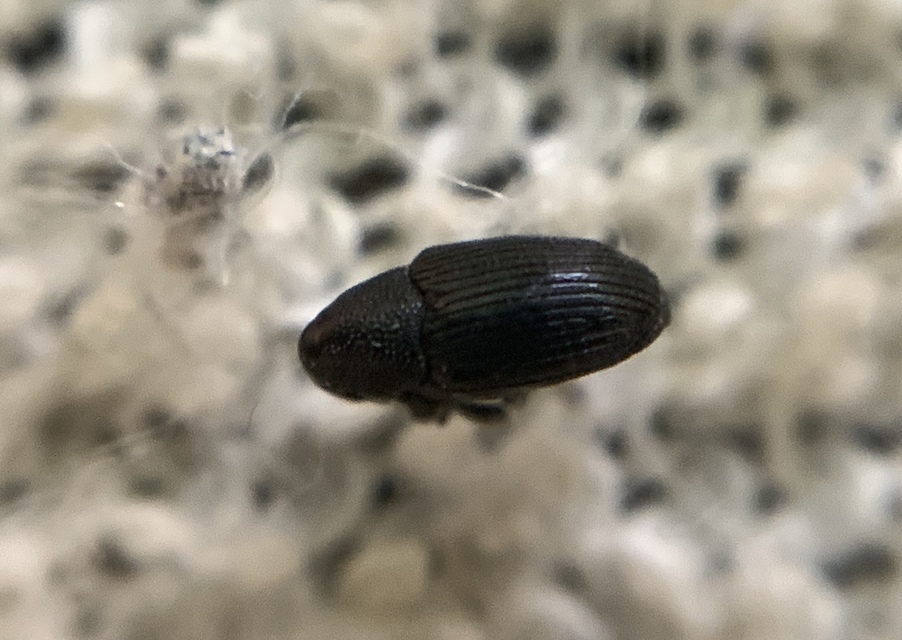 Baris artemisiae - feketeüröm báris