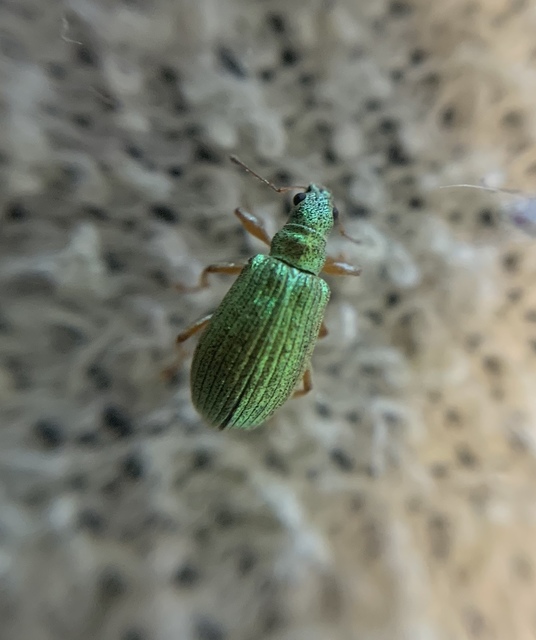 Polydrusus flavipes - feketeszőrű lombormányos