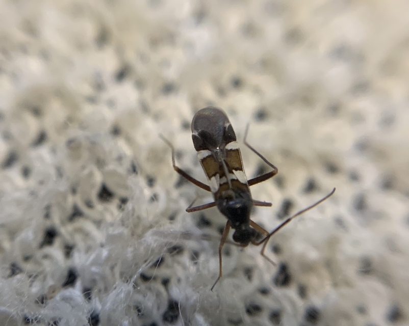 Systellonotus triguttatus - ezüstcsíkos mezeipoloska