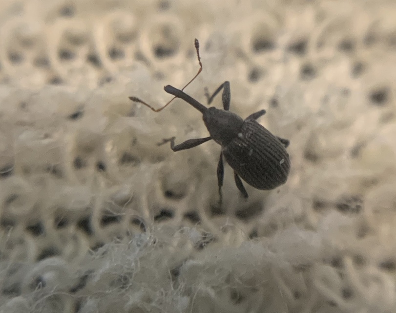 Anthonomus rubi - szamóca-bimbólikasztó Anthonomus rubi - szamóca-bimbólikasztó