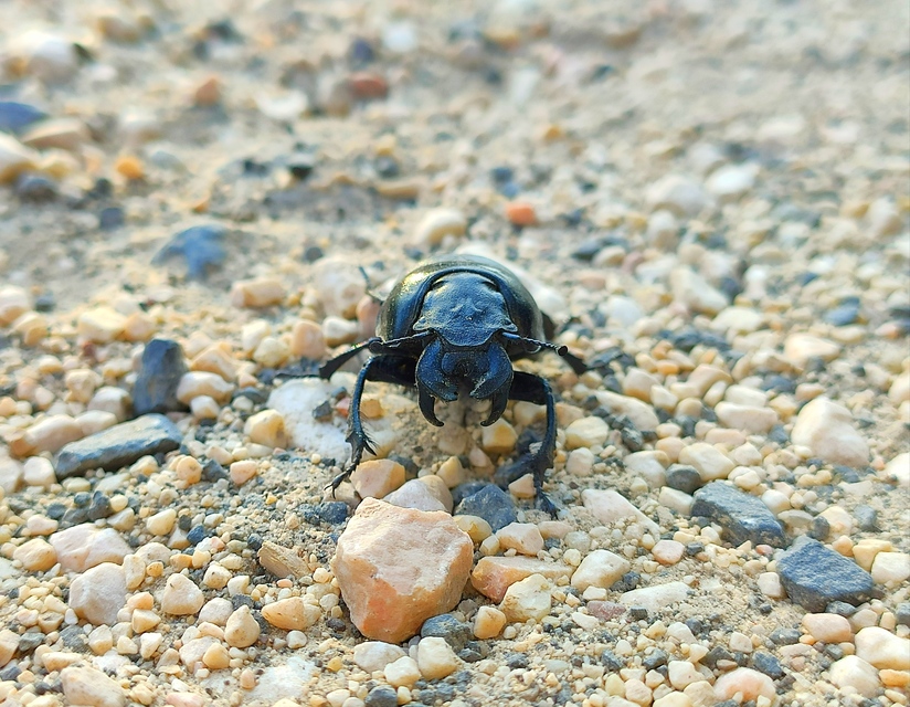 Lethrus apterus - nagyfejű csajkó