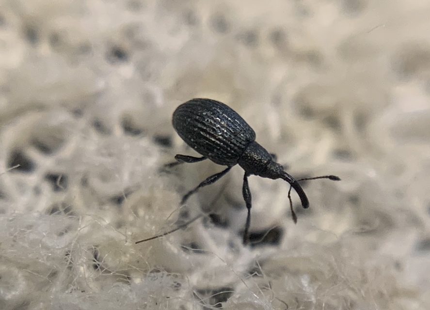 Ischnopterapion virens - lóheregyökér-cickányormányos