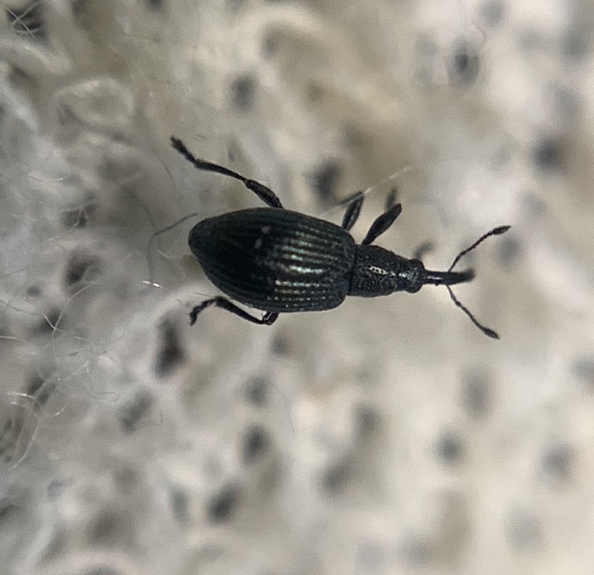 Ischnopterapion virens - lóheregyökér-cickányormányos
