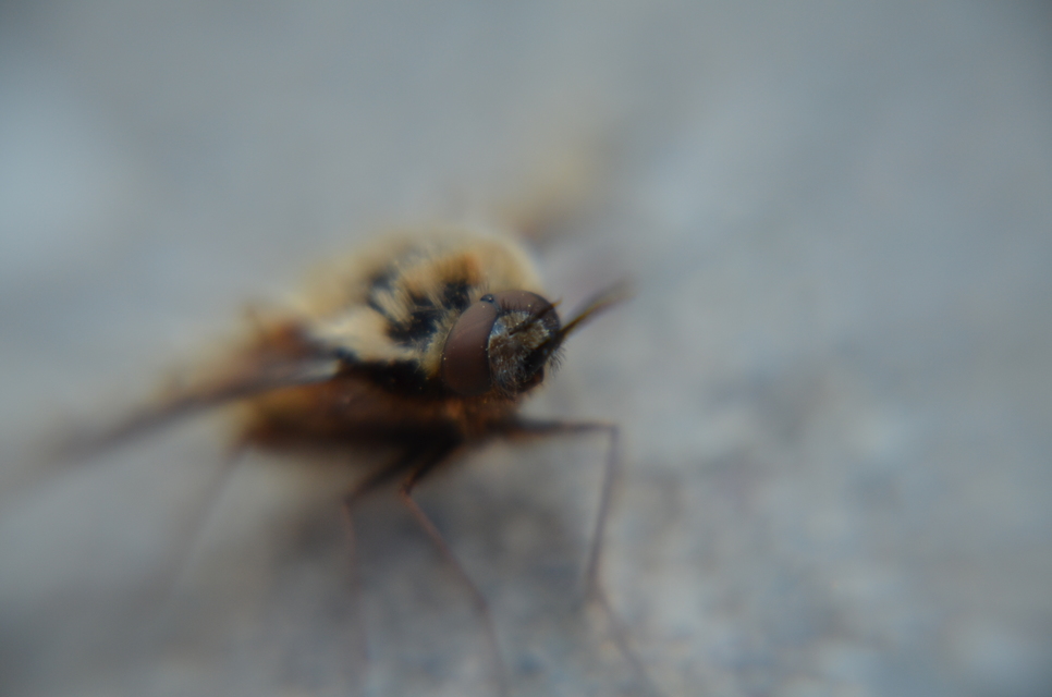 Bombylius medius - fehérfarú pöszörlégy
