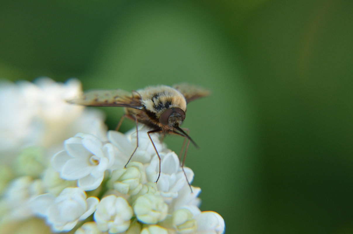 Bombylius medius - fehérfarú pöszörlégy