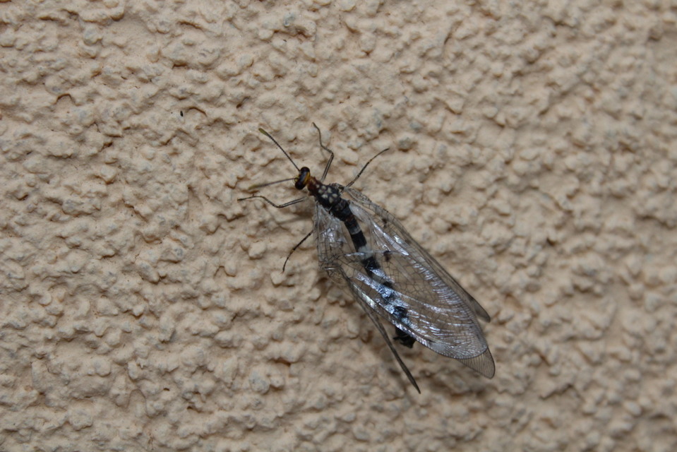 Megistopus flavicornis - kétfoltos hangyaleső