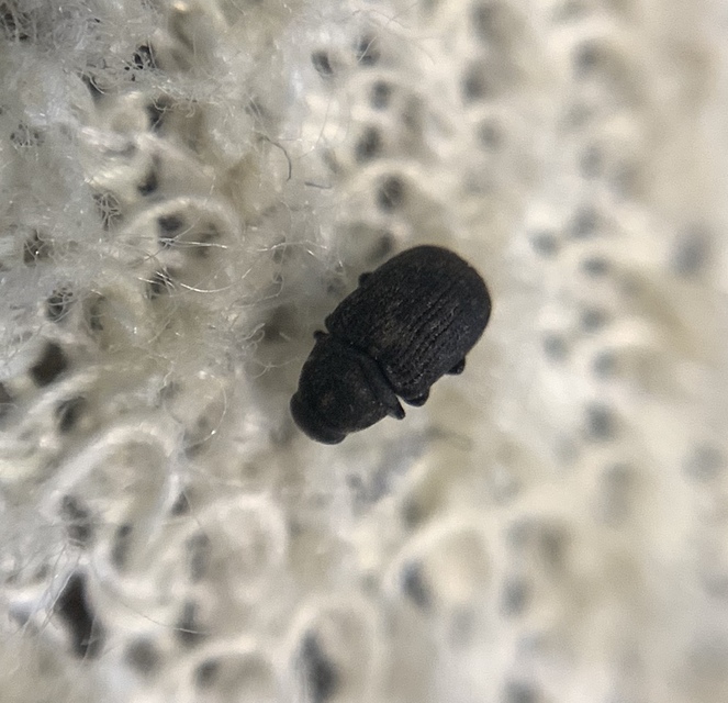 Rhaphitropis marchica - szalagos orrosbogár Rhaphitropis marchica - szalagos orrosbogár