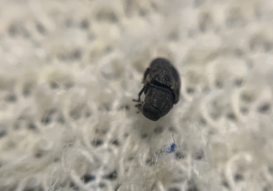Rhaphitropis marchica - szalagos orrosbogár Rhaphitropis marchica - szalagos orrosbogár