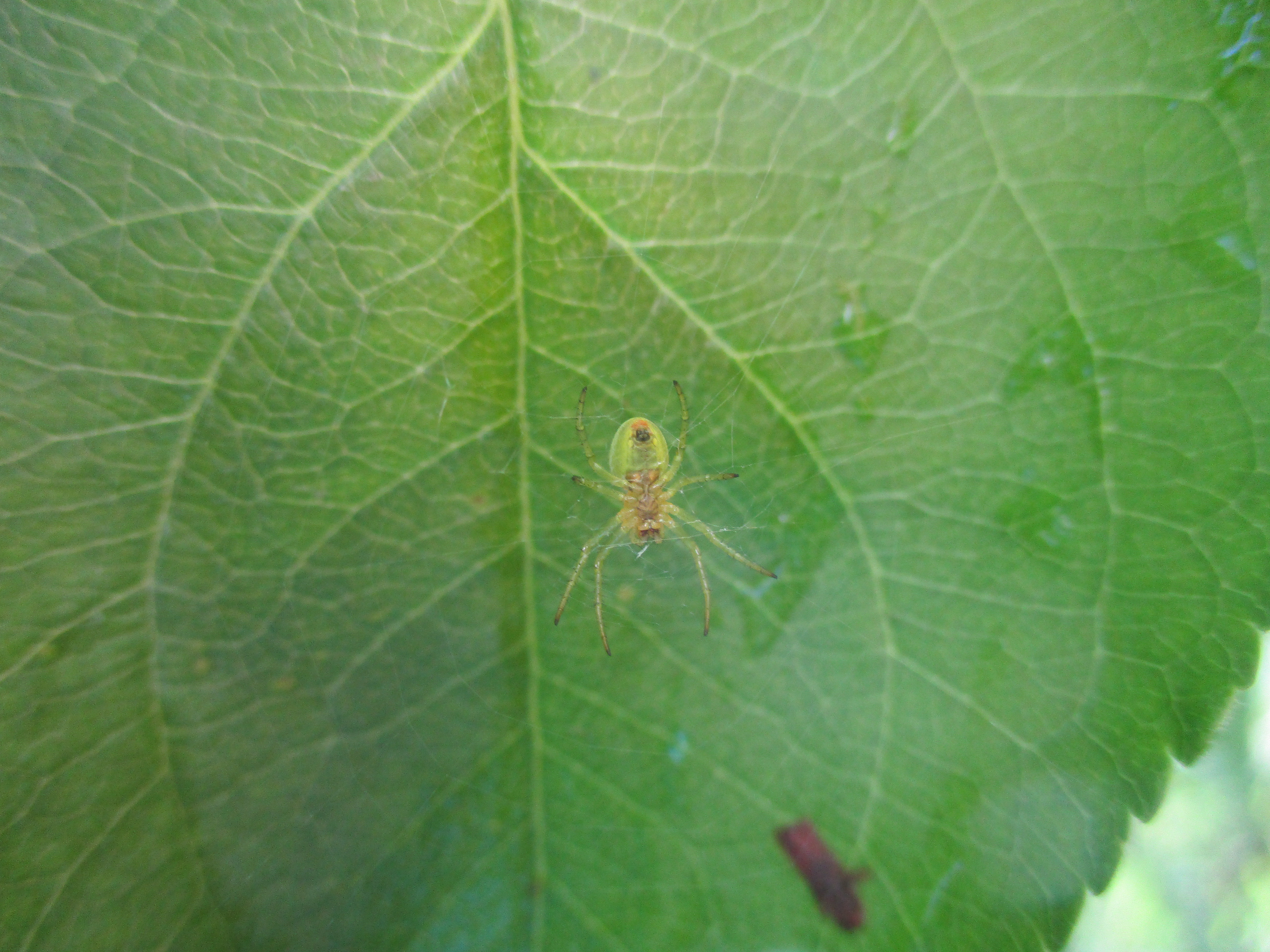 Araniella