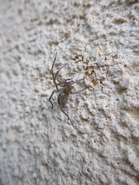 Cheiracanthium