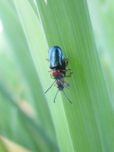 Oulema melanopus/duftschmidi
