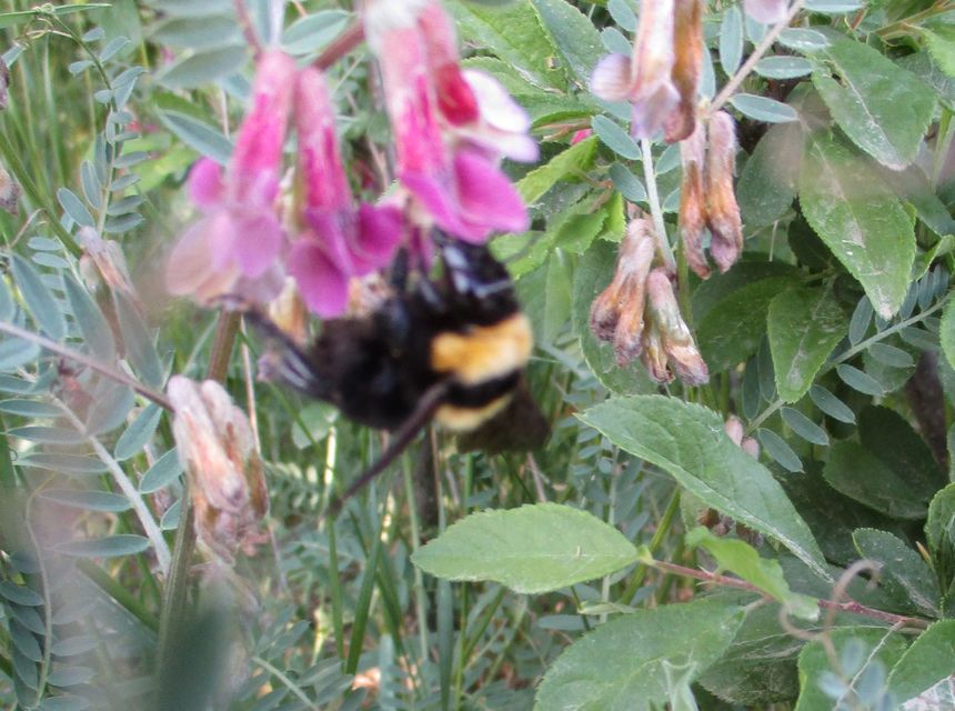 Bombus argillaceus - délvidéki poszméh