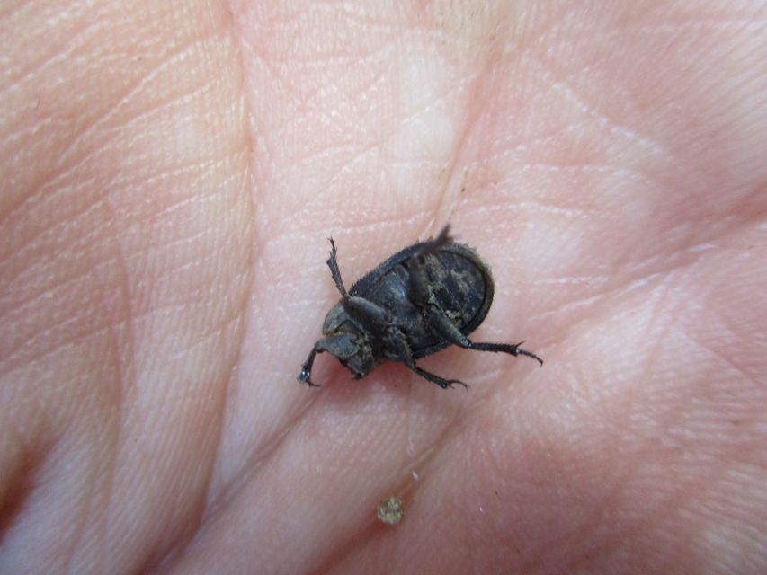Trox sabulosus - közönséges irhabogár