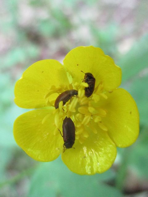 Byturus ochraceus - gyömbérgyökérbogár