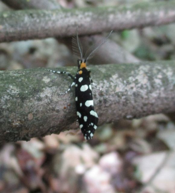 Euplocamus anthracinalis - fésűscsápú korhadékmoly