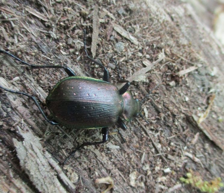 Calosoma inquisitor - kis bábrabló