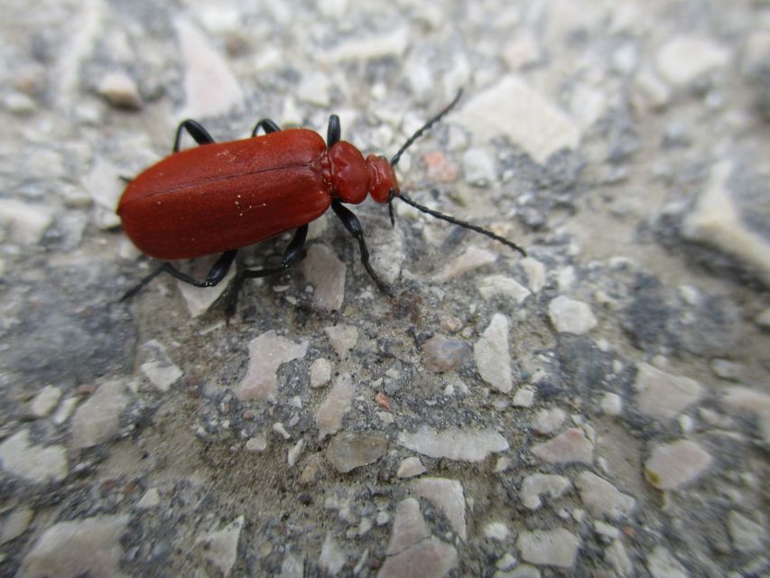 Pyrochroa serraticornis - közép-bíborbogár
