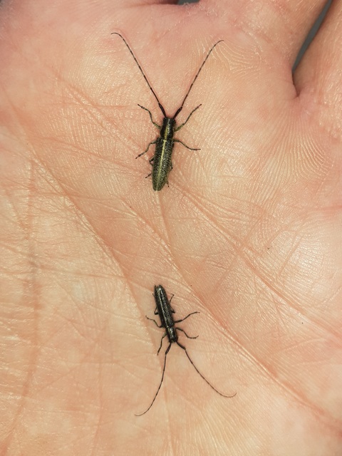 Agapanthia cardui - sávos bogáncscincér