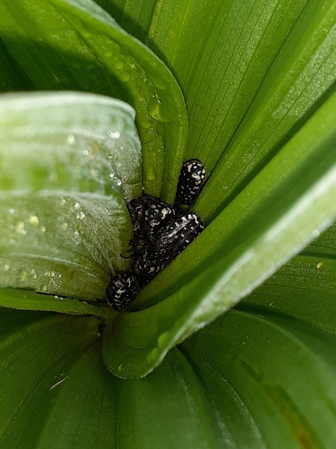 Oxythyrea funesta - sokpettyes virágbogár