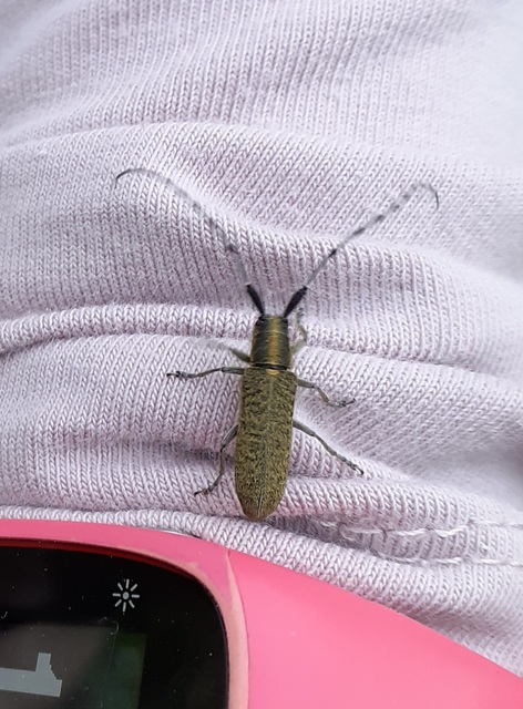 Agapanthia villosoviridescens - fehérgyűrűs bogáncscincér
