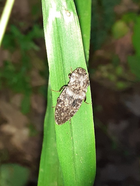 Agrypnus murinus - egérszínű pikkelyespattanó