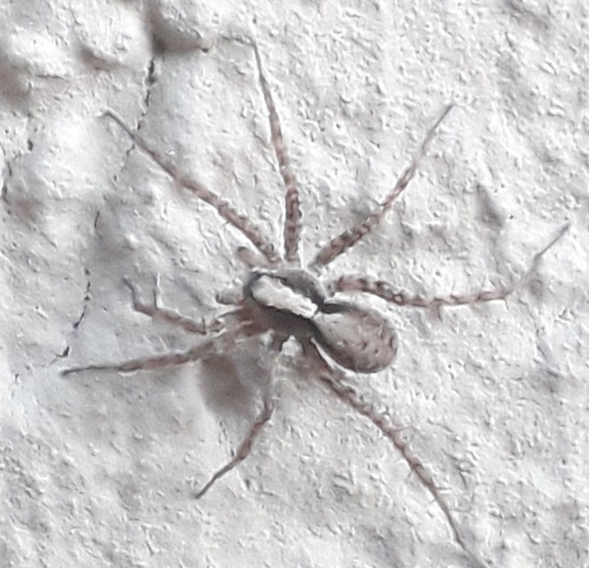 Pardosa alacris/lugubris
