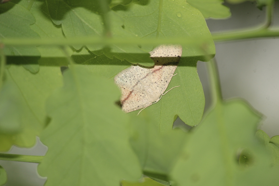 Cyclophora punctaria - sávos pettyesaraszoló
