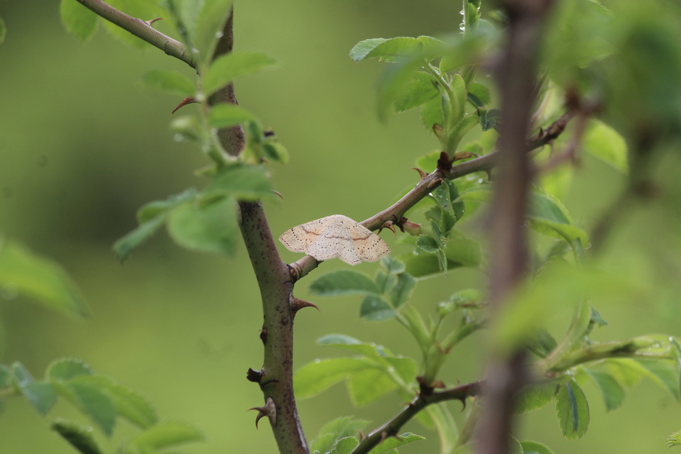 Cyclophora punctaria - sávos pettyesaraszoló