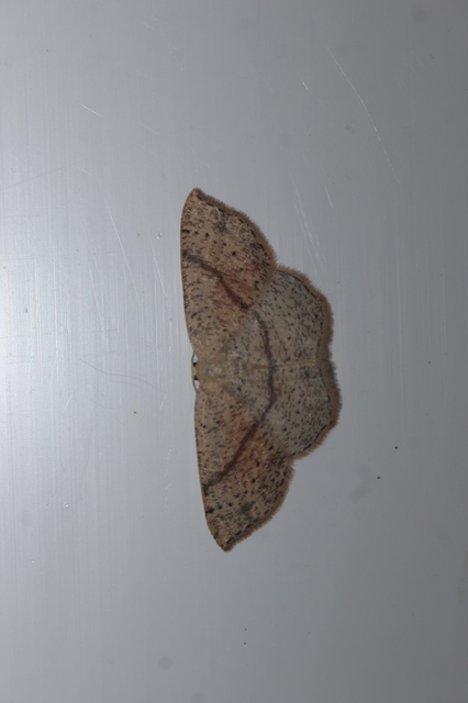 Cyclophora punctaria - sávos pettyesaraszoló
