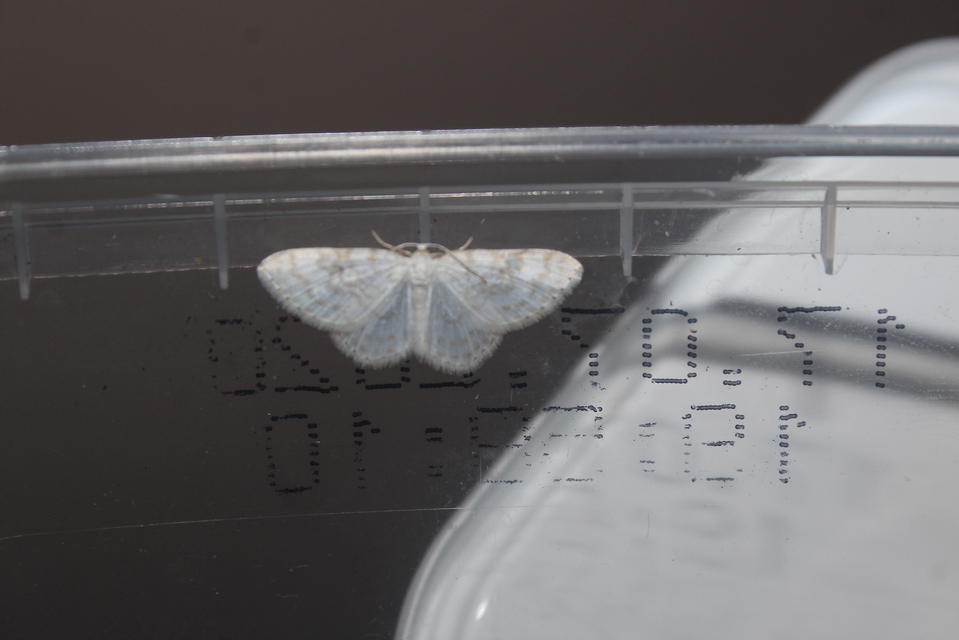 Asthena albulata - gyertyán-fehéraraszoló