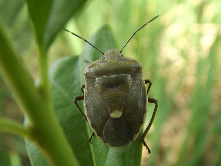 Chlorochroa pinicola