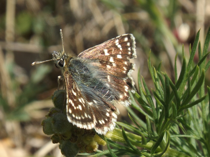 Spialia orbifer - törpe busalepke